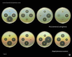 susceptibility testing of bacteria on agar plates